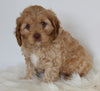 Cavapoo For Sale Beach City OH Male-Chase