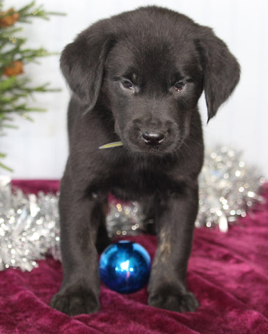 Labrador Retriever Mix For Sale Fredericksburg OH Male-Chester