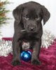 Labrador Retriever Mix For Sale Fredericksburg OH Male-Chester