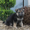 AKC Registered German Shepherd For Sale Millersburg OH Male-Blake