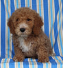 F1BB Mini Labradoodle For Sale Millersburg OH Male-Enzo