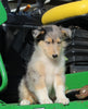 AKC Registered Collie Lassie For Sale Fredericksburg OH Female-Betz
