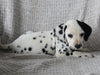 AKC Registered Dalmatian For Sale Wooster OH Male-Ash