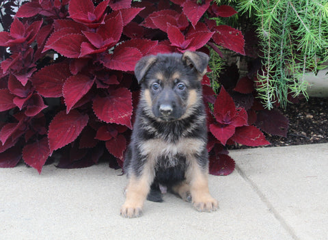 AKC Registered German Shepard For Sale Millersburg OH Male-Nathan