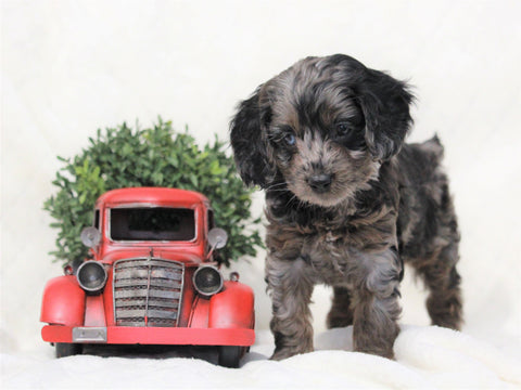 Cockapoo For Sale Millersburg, OH Female- Mia