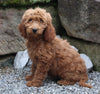 Goldendoodle For Sale Millersburg OH Female-Nadia