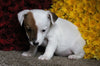Jack Russel Terrier For Sale Fredericksburg OH Male-Scout