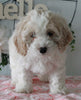 Cockapoo For Sale Holmesville OH Female-Kierra