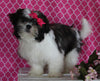 ACA Registered Shih-Tzu For Sale Millersburg OH Female-Nicole-Potty Trained!