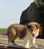 Collie Lassie For Sale Fredericksburg OH Male-George