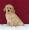 AKC Registered Golden Retriever For Sale Fredericksburg OH Male-Ben