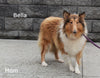Collie (Lassie) For Sale Fredricksberg OH, Betty
