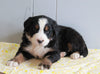 AKC Registered Bernese Mountain Dog For Sale Millersburg, OH Female- Lilli