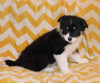 ABCA Registered Border Collie For Sale Warsaw OH Female-Lela