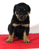 AKC Registered Rottweiler For Sale Wooster OH Male-Bo