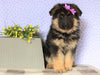 AKC Registered German Shepherd For Sale Millersburg, OH Female- Isabelle
