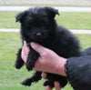 Pomapoo For Sale Millersburg OH Female-Sally