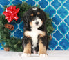 Bernedoodle (Standard) For Sale Sugarcreek, OH Male- Bingo