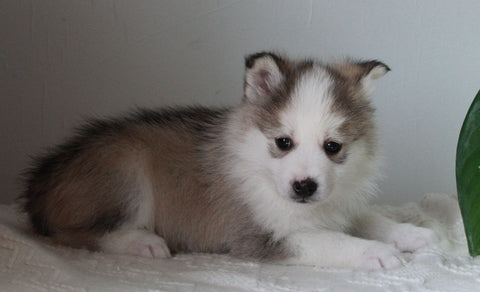 Pomsky For Sale Fredericksburg, OH Male- Duke