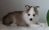 Pomsky For Sale Fredericksburg, OH Male- Duke