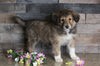 Golden Collie For Sale Fredericksburg, OH Female- Tammi