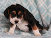 Beabull For Sale Navarre OH Female-Bella