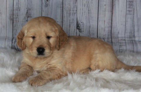 Golden Doodle Mix For Sale Sugarcreek, OH Male- Bingo