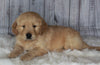 Golden Doodle Mix For Sale Sugarcreek, OH Male- Bingo