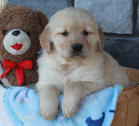 AKC Registered Golden Retriever For Sale Brinkhaven OH Male-Dakota