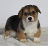 AKC Registered Pembroke Welsh Corgi For Sale Millersburg OH Female-Angel