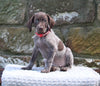 AKC Registered German Shorthaired Pointer For Sale Fredericksburg OH Male-Decoy