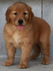 AKC Registered Golden Retriever For Sale Millersburg OH - Female Sally