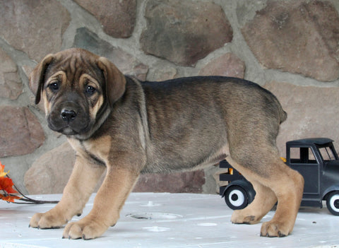 AKC Registered Cane Corso For Sale Wooster OH Female-Darcy