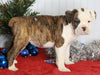 Boxer/Bulldog For Sale Fredericksburg OH Female-Keisha
