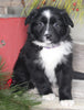 Australian Shepherd For Sale Shreve OH Female-Oreo