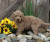 Medium F1BB Goldendoodle For Sale Millersburg OH Male-Dalton