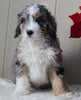 Mini Bernedoodle For Sale Millersburg OH Male-Travis