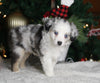 Mini Australian Shepherd For Sale Orrville OH Male-Winston