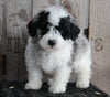 AKC Registered Moyen Poodle For Sale Wooster OH Male- Dexter