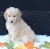 Medium F1B Labradoodle For Sale Millersburg OH Male-Hunter