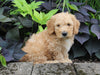 F1BB Mini Labradoodle For Sale Millersburg OH Male-Elmo