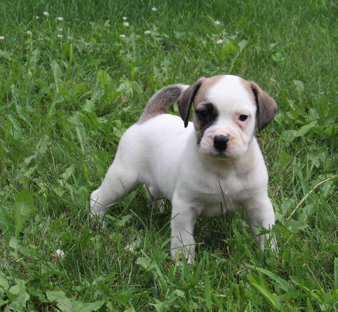 English Bulldog/Puggle For Sale Sugarcreek OH Male-Mugsy