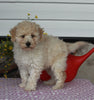 ACA Registered Mini Poodle For Sale Sugarcreek OH Male-Kevin