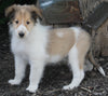 AKC Registered Lassie Collie For Sale Millersburg OH Male-Walter