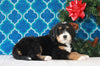Bernedoodle (Standard) For Sale Sugarcreek, OH Male- Bingo