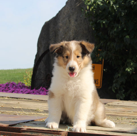 Collie Lassie For Sale Fredericksburg OH Female-Gloria