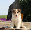 Collie Lassie For Sale Fredericksburg OH Female-Gloria