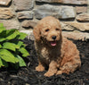 Mini Goldendoodle For Sale Sugarcreek OH Male-Samson