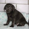 AKC Registered Labrador Retreiver For Sale Sugarcreek OH Male- Sparky