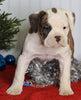 Boxer/Bulldog For Sale Fredericksburg OH Female-Keisha